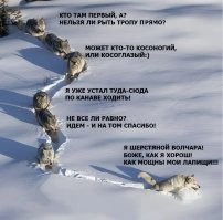 Да уж, это вам не волки.