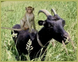 Необычный свадебный кортеж в Дагестане