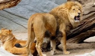 -Встретили-бы мы тебя в другой стране...