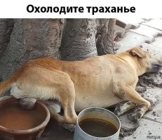 Хаски не захотел покидать магазин в жаркий день