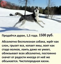Хаски не захотел покидать магазин в жаркий день