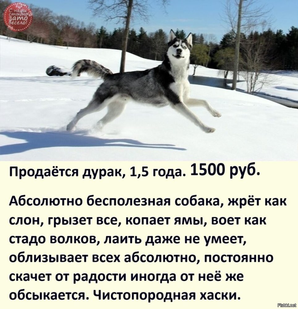 Хаски не захотел покидать магазин в жаркий день