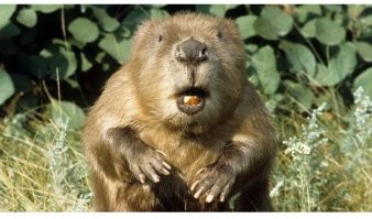 Разогрев толпы на метал-концерте в Польше