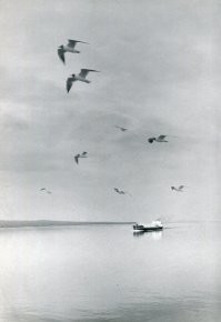 Чайки над Волгой. Август 1975г.