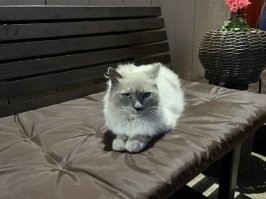 ....А потом так - бац! И тебе полста.
То спина болит, то скрипит бедро.
И тебе важней покормить кота,
чем махать мечом, насаждать добро.

Щит и шлем развешаны по местам.
Палачи, диктаторы - подождут,
потому что истина - где-то там,
а голодный Кузенька - вот он, тут.

Ты не то чтоб выдохся... Подустал,
от рассвета до ночи на посту.
Но домой приходишь, берёшь кота...
Вот раздать бы каждому по коту!