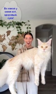 Ах ты ж ёшкин кот