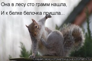 Внезапное нападение белки
