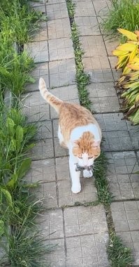 А сегодня мышку принес. Ещё кротов приносит. Причем, все это на трех лапках. Он к нам на даче пришел и остался с нами жить. Очень ласковый и умный котик.