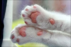 А у котика лапки