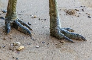 Эму или нанду. У казуара педикюр повнушительнее.