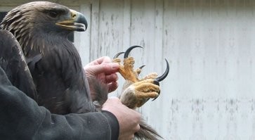 ломает шеи волков и лисиц 
беркут