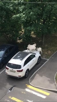 Подождите. Они скоро подростут.