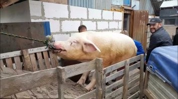 есть варианты: