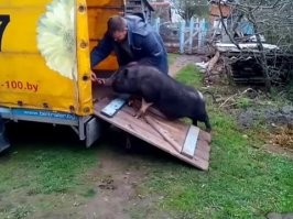 есть варианты: