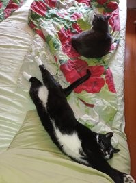 Ты их не любишь