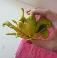 Это не лимон, это цитрус "Рука Будды". Плод конечно кривоватый, обычно плоды красивые.