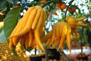 Это не лимон, это цитрус "Рука Будды". Плод конечно кривоватый, обычно плоды красивые.