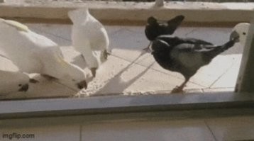 Просто гифки, всякие и&nbsp;разные