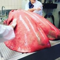 На глазах у детей съели коня
Злые татары в шапках киргизских,
Средь сучьев из леса сиротливо стучит
По стволам деревянным птица тупая.
Имя ей Дятл и стуки его
Заглушают рыдания детских глаз.
Дети хоронят останки коня,
Там лишь кишки и шкура его...