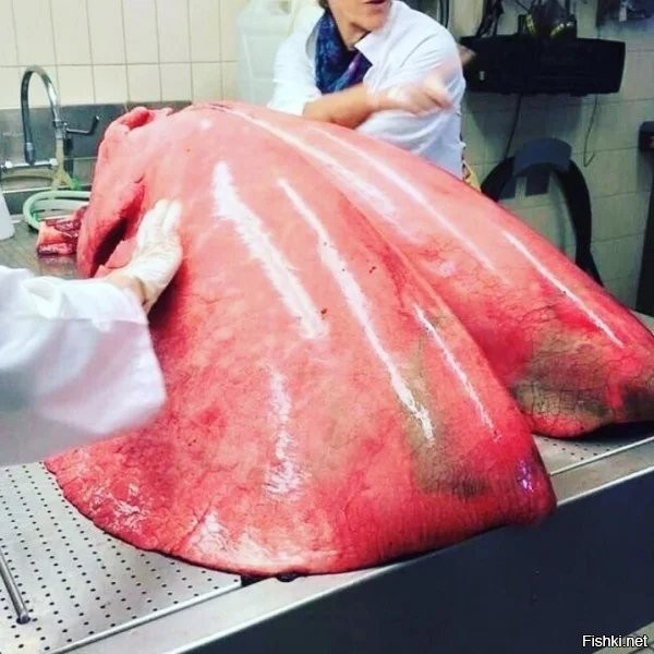 На глазах у детей съели коня
Злые татары в шапках киргизских,
Средь сучьев из леса сиротливо стучит
По стволам деревянным птица тупая.
Имя ей Дятл и стуки его
Заглушают рыдания детских глаз.
Дети хоронят останки коня,
Там лишь кишки и шкура его...