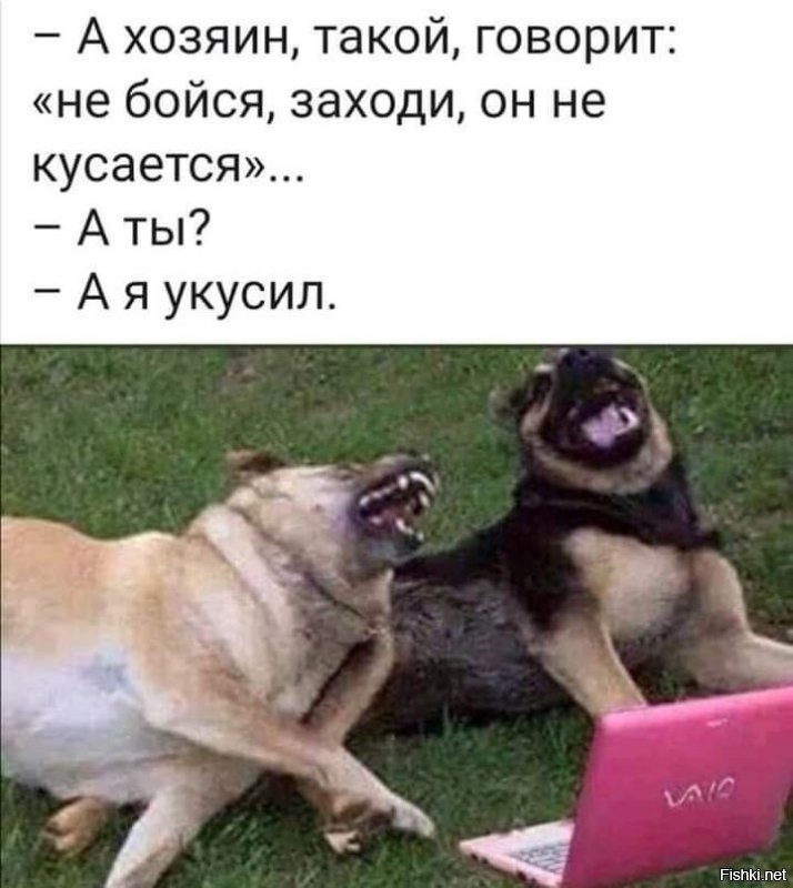 - Он не кусается, просто поиграть хочет!
