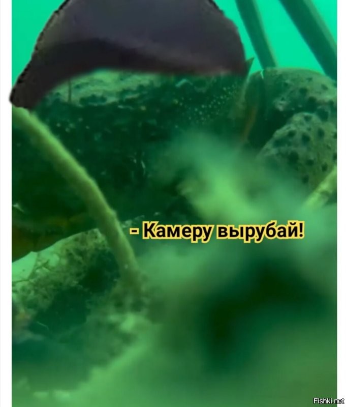 Краб нашёл смартфон на дне Чёрного моря