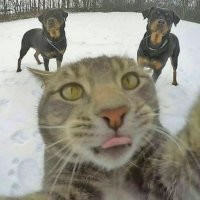 Коты врываются в прямой эфир