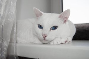 Мы  у своего слишком поздно заметили почечную недостаточность. Но все таки 4.5 года поддерживали:спецпитание, раз в полгода узи, кровь на анализы, прокапывание раз в полгода. 13 лет у нас прожил.