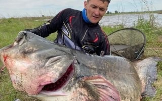 Я своими глазами в детстве на Волге видел пойманного сома на 180кг! Было это лет 45 назад. Вот тебе выкладка из данных по рекордам:
Сом
Последнего рекордного сома поймали в 1940 году. Он весил 306 кг, а его длина составляла 3 метра. На тот момент возраст рыбы был около 80 лет. По историческим данным, во время царской России удавалось вылавливать экземпляры до 400 кг.