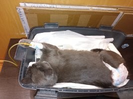 У старшего коти с месяц назад камни пошли.  Первая катетеризация. Неделю норм писал, потом снова неписем стал. Как раз заранее на УЗИ записал его. Ушёл на работу на сутки. Вечером жена пишет, что кот проссаться не может. Приехал домой, вижу страдает, а до открытия клиники ещё два часа.  Был на 12 записан на УЗИ, но поехали с ним раньше.
Сделали УЗИ, в уретре три камня стоят. Оставили кота на катетеризацию снова.
Сама операция прошла быстро, сказали, что протолкнули довольно легко, но 4 часа он лежал ещё на капельнице, так как началась почечная недостаточность.
Потом ещё 4 дня на капельницы возил.
В первый день после операции ему хреново было, боялся с работы домой ехать, думал приеду, а кота уже нет. Но вышел навстречу, воды попил.  Есть не стал. Вечером корм паштет разбавлял с водой и вкармливал через шприц.
Уже после третьей капельницы он ожил. Стал сам кушать и проявлять активность.
Всё то время ходил с катетером и в памперсе.
Самое счастье было для него, когда катетер сняли. Вот обрадовался!
Сейчас вроде нормально, продолжает антибиотики пить.
Братаны его тоже за него волновались. Никто даже к миске не притронулся.  Когда отвёз на операцию все провожать вышли. 
Потом уже из клиники его привезли,  братаны его обнюхали, успокоились, сильно тревожить не стали и только потом пошли кушать.