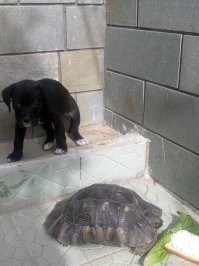 - Я пока маленькая, но я вырасту и съем твою еду, Большая Черепаха.