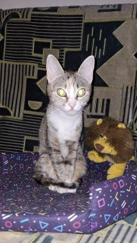 нас когда на удалёнку выгнали (пандемия мля), и контора работала "по домам" моя кошка отметилась на акс в котором чувствовали все регионы сибири и дальнего востока - разоралась так, что её услышали не только на камчатке, но и на сахалине :)
прооралась почти на 9000 километров.
виновница.