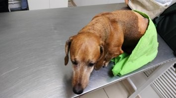 Везде лечить животинку дороже, чем человеков. Но опять же, ты ему хочешь помочь, на расходы не смотришь, ему надо помочь. Мы таксисту второй раз уже делаем операцию на позвоночнике, первая была в три года, сейчас ему 10 лет, повторилось. По итогу, под 100 тыр рублей вышло (в прошлый раз в 19-ом году где-то под 60 тыр было). Много? Да хз, не думаю такими критериями, это просто деньги, зато собакен ходить будет :)