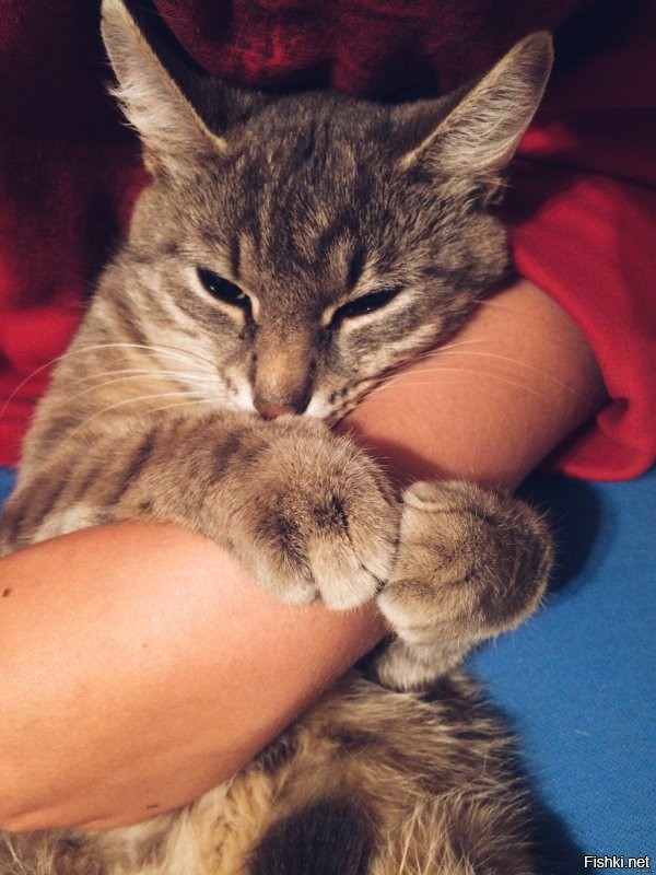 Всем котам по такому человеку ! )