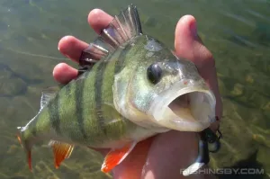 Тем временем окунь....