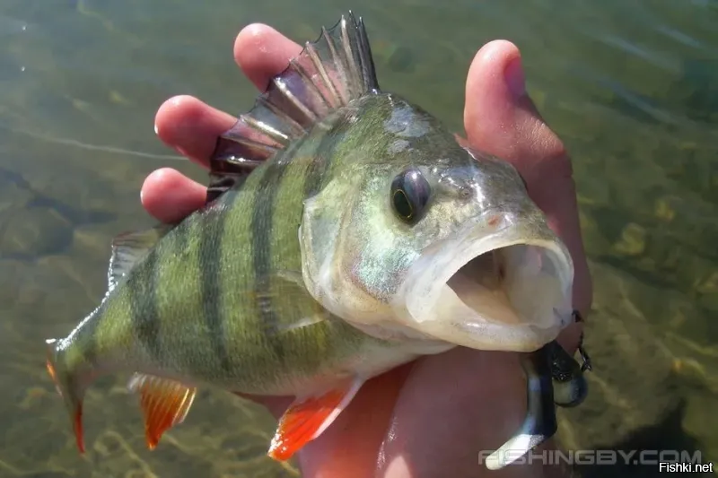 Тем временем окунь....