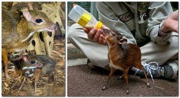 Малый оленёк ПРЯМ ВООБЩЕ СОВСЕМ маленький Малый оленёк
