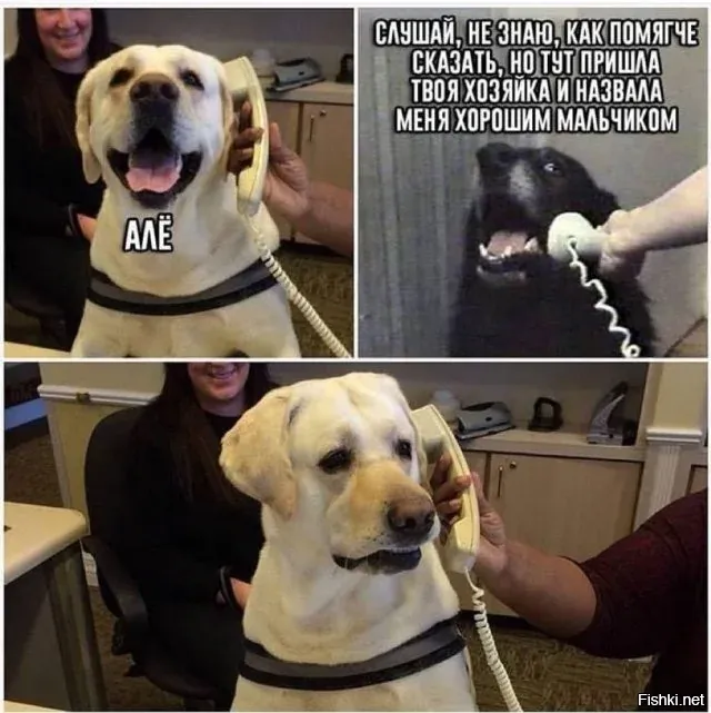 Женщина сломала кота