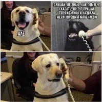 Женщина сломала кота