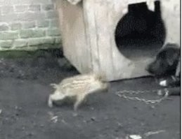 Как там было: - "Я не поросёнок Пятачок, я кабан Пятак!"