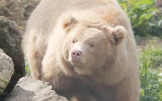 Проснулся, а всюду снег: как гринписовцы по ошибке увезли гризли на Северный полюс
Источник: