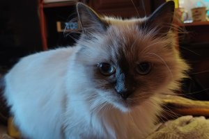 Кошачьи каникулы: 20 способов провести лето так, как его проводят котики