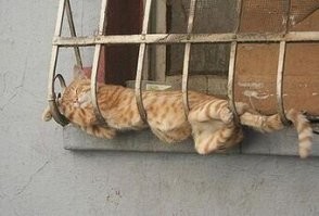 Котик  старательно делает себе лежанку из пледа