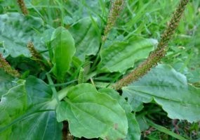 быстро обработайте ранку антисептиком - автор про этот писал?