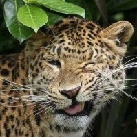 20 очаровательных в своей нелепости братьев наших меньших