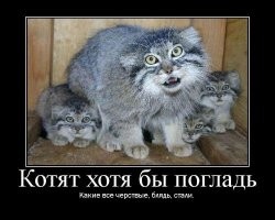 На видео сняли забавную разницу в голосе между взрослыми манулами и их малышами
