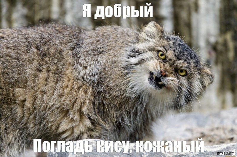 На видео сняли забавную разницу в голосе между взрослыми манулами и их малышами