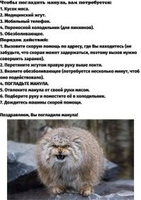 На видео сняли забавную разницу в голосе между взрослыми манулами и их малышами