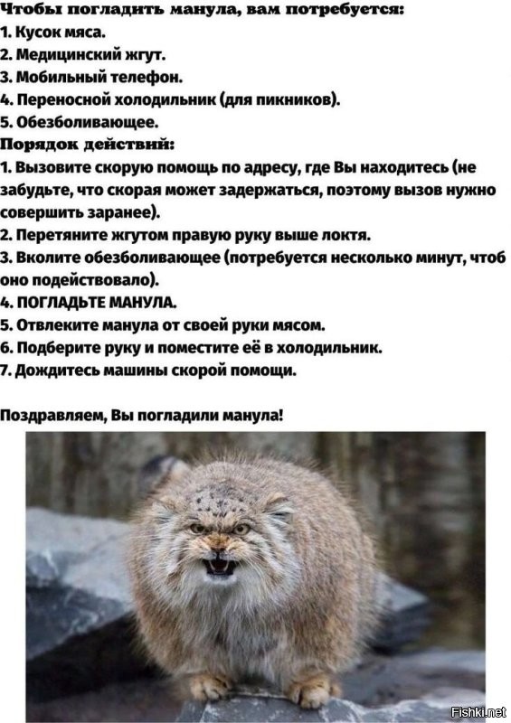 На видео сняли забавную разницу в голосе между взрослыми манулами и их малышами