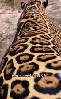 Кое-кому не помешала бы диета